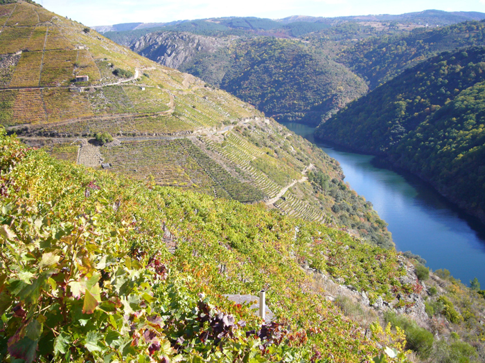 Viticultura heroica | Ribeira Sacra