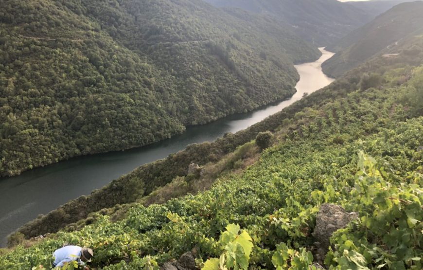 Catamarán + Bodega